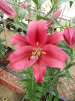 [4189 Palazzo VWS No02.JPG]